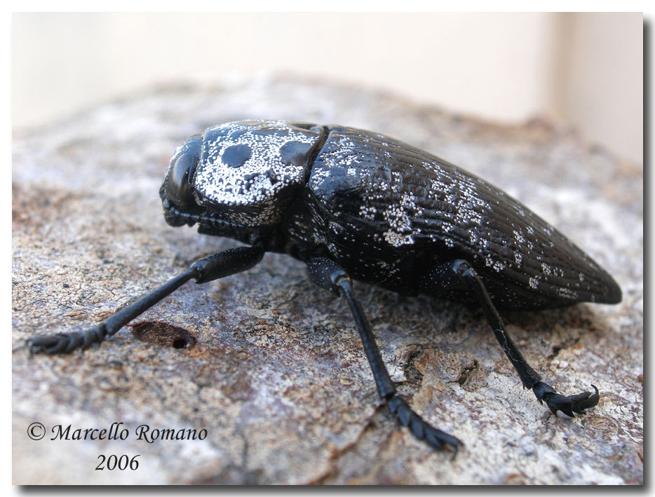 Confronti: Capnodis cariosa e C. tenebrionis (Buprestidae)